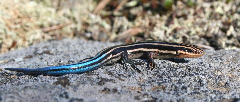 Blue Mountain Water Skink