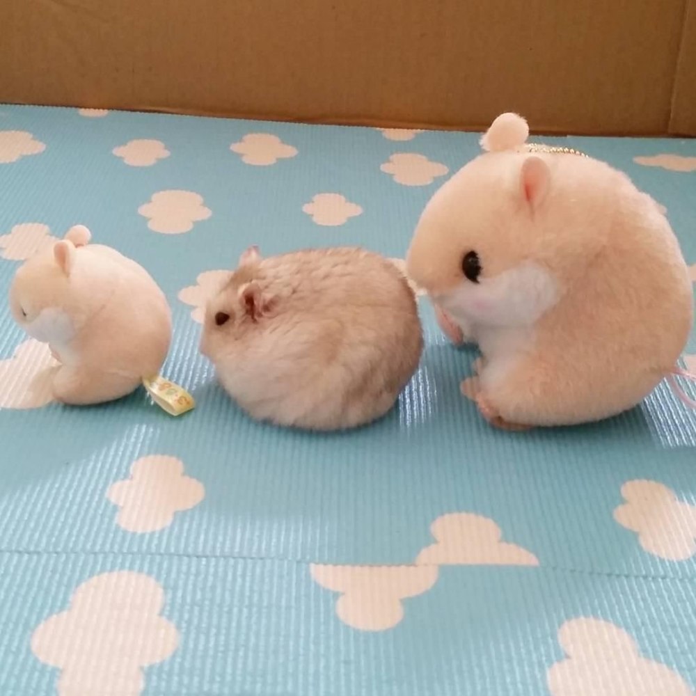 Хомяк Эстетика