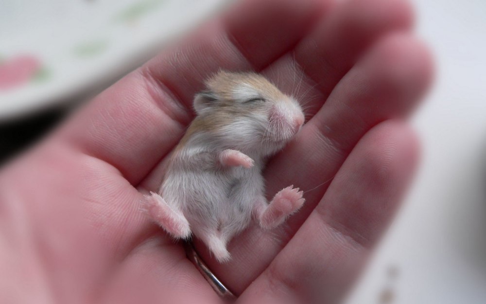 Хомяк джунгарик