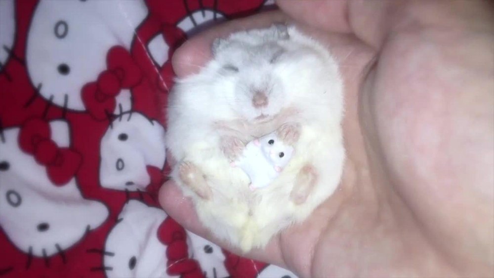 Джунгарские хомячки спят