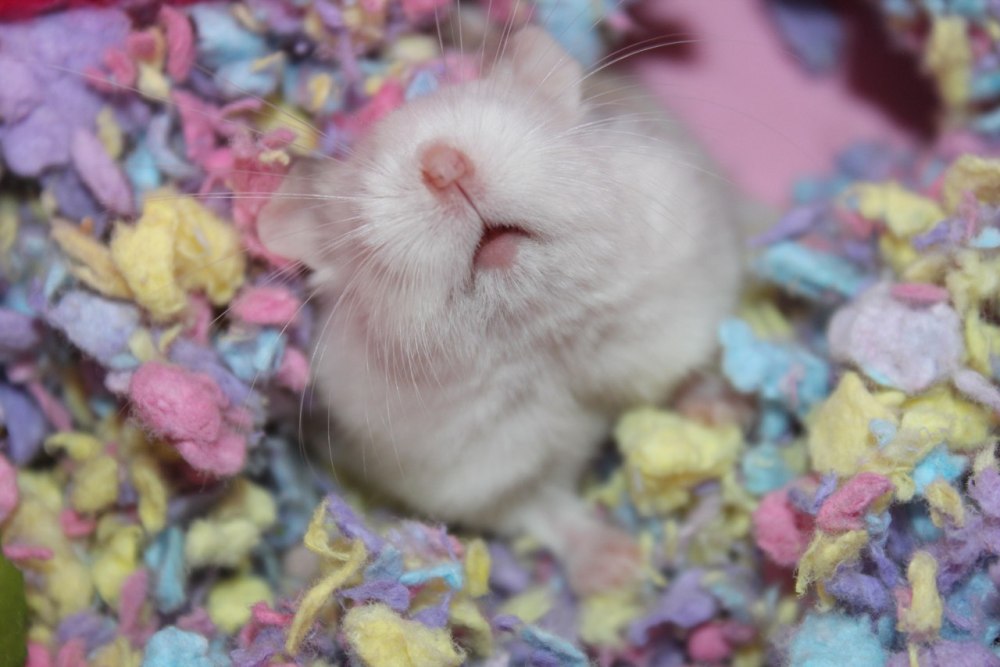 Эстетика хомяков