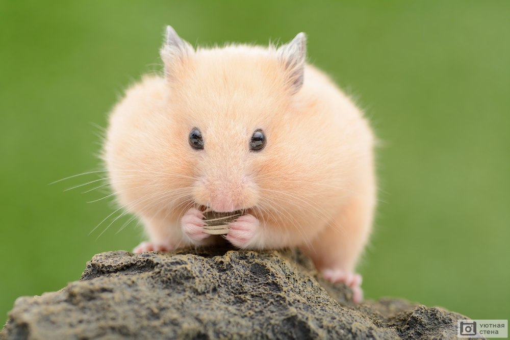 Толстые хомяки