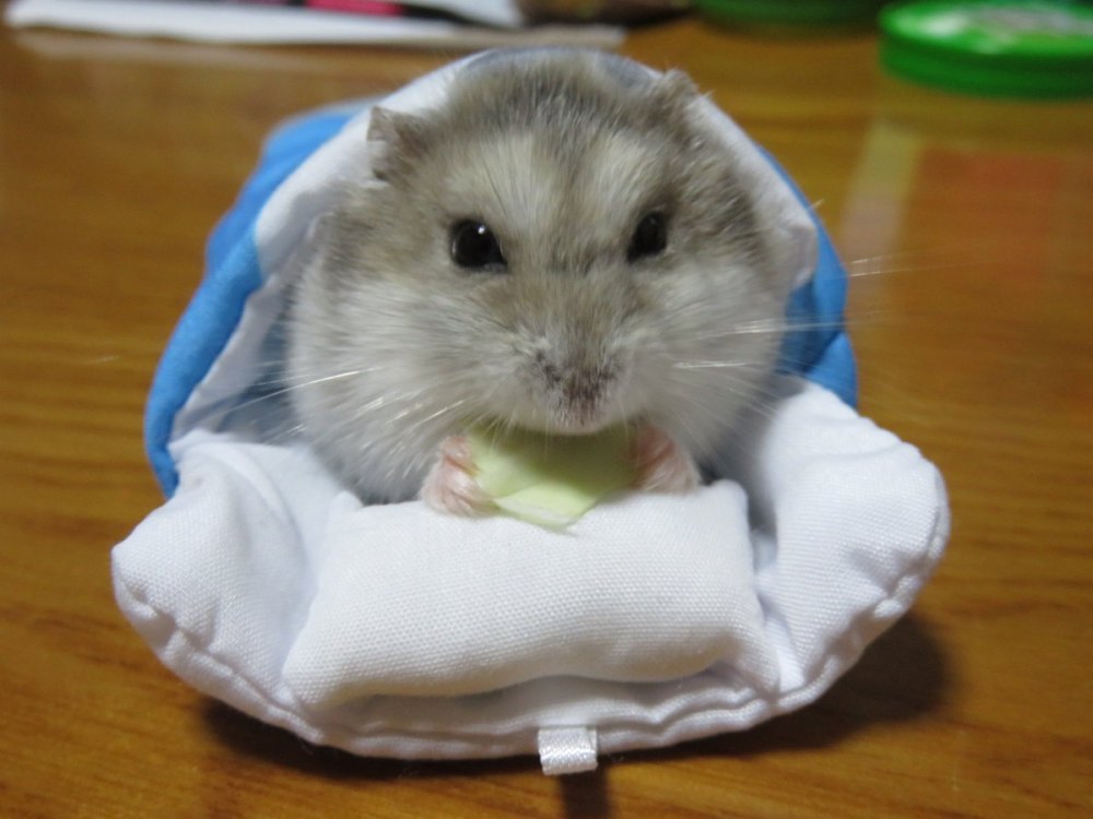 Джунгарики в одежде