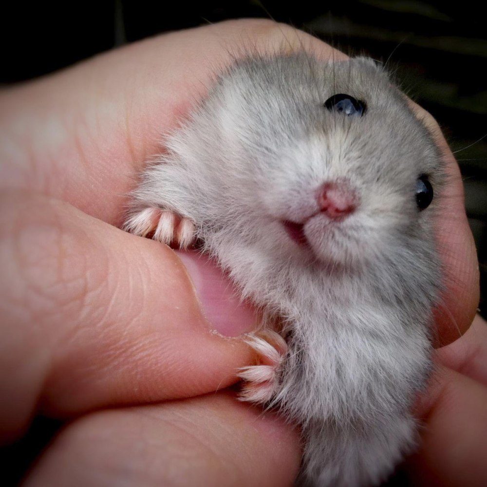 Хомяк человек паук