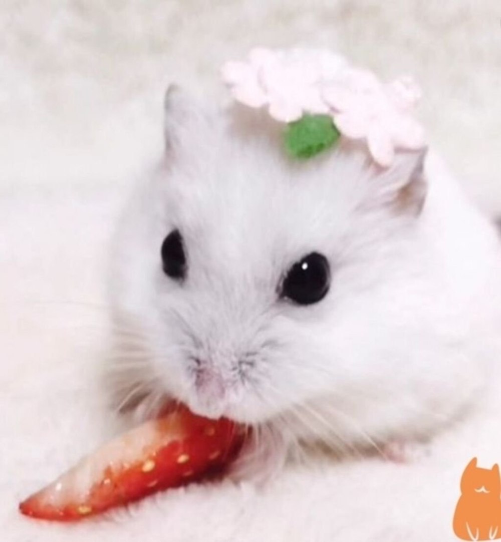 Самый милый хомячок