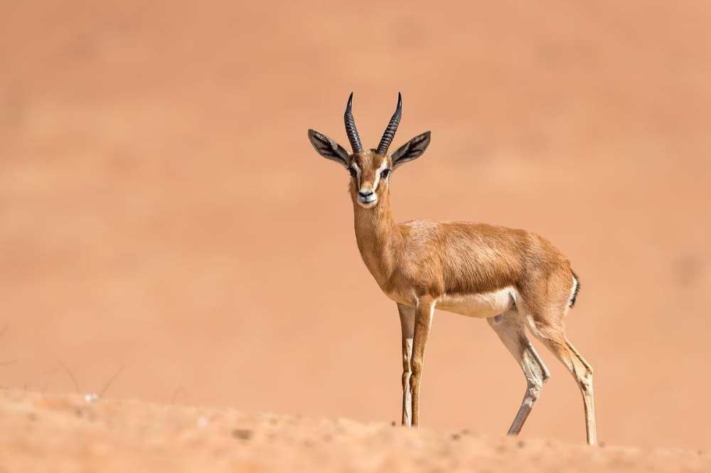 • Песчаная Газель (Gazella leptoceros)