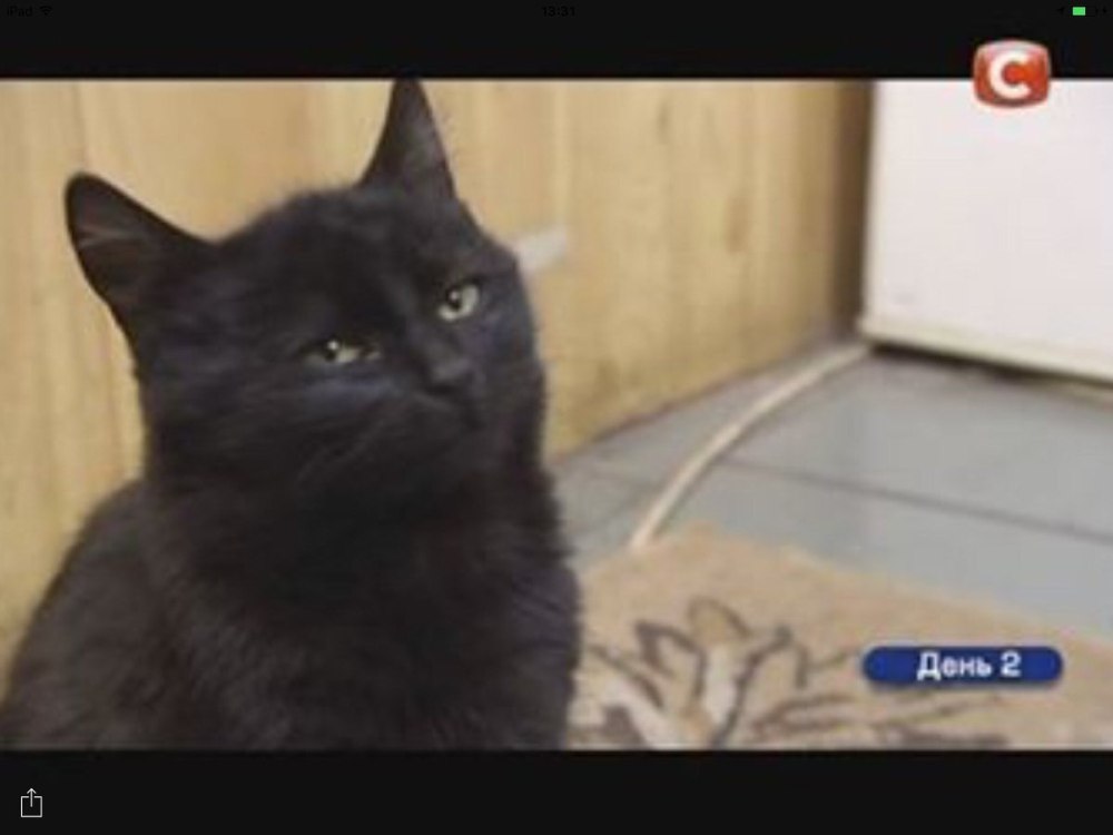 Хата на тата киця Чернушка