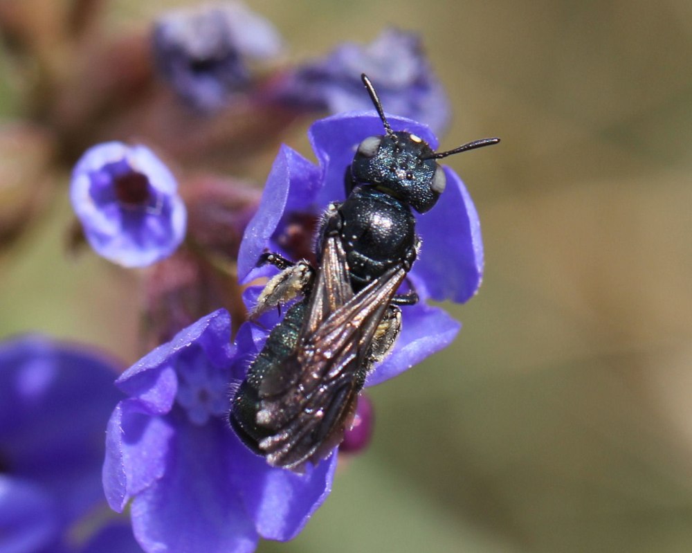 Ceratina cyanea