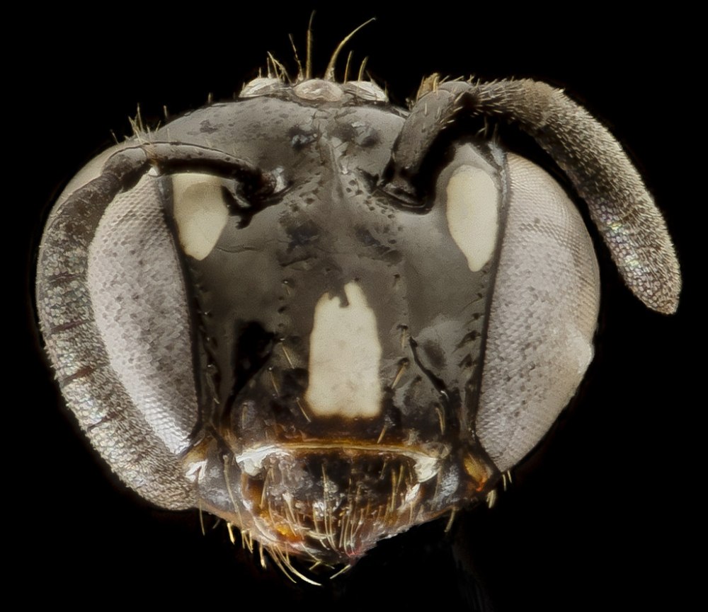 Цератина чем питается