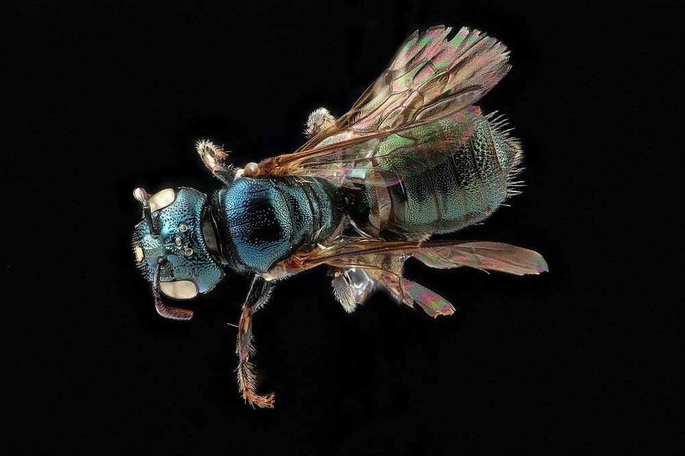 Ceratina calcarata