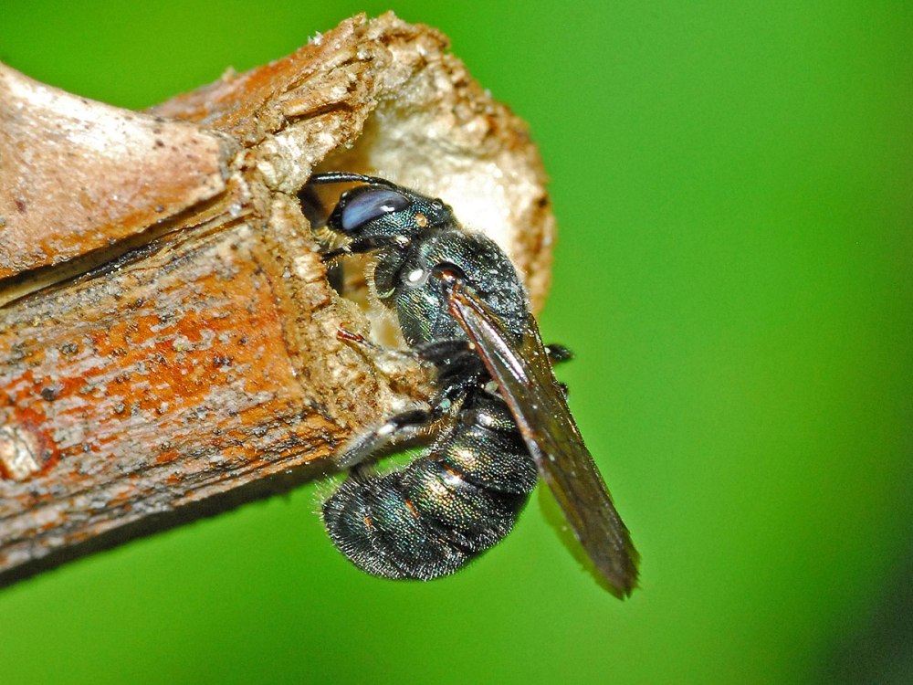 Ceratina cyanea