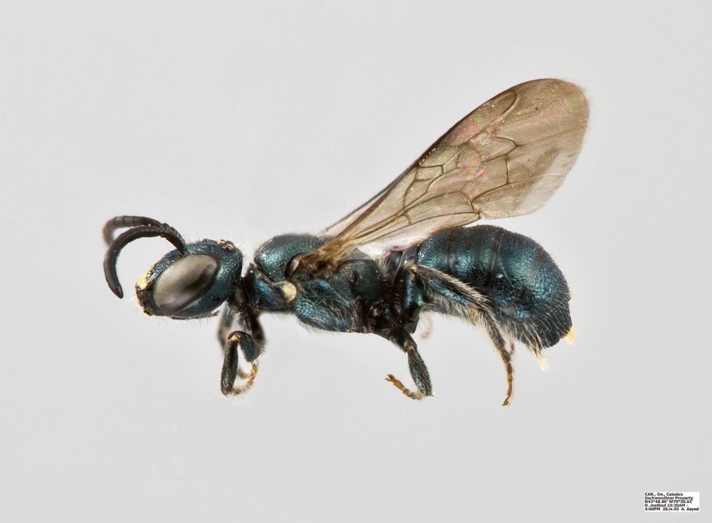 Пчелы-древогрызы Ceratina