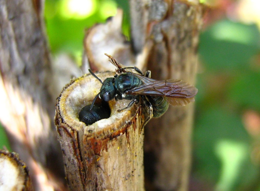 Пчелы-древогрызы Ceratina