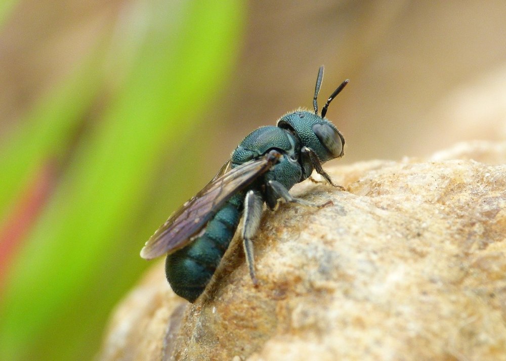 Перепончатокрылые забота о потомстве
