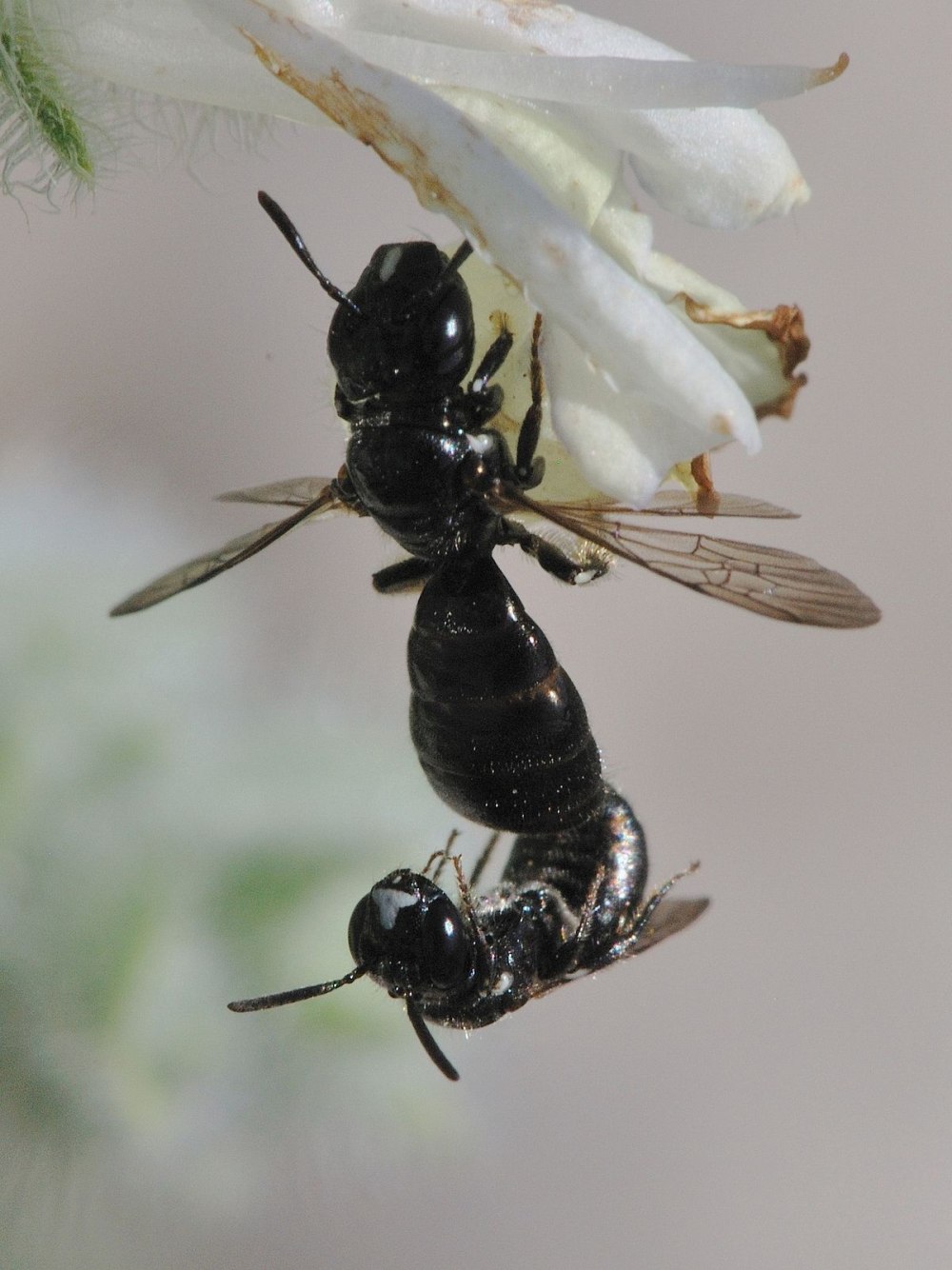 Ceratina cucurbitina