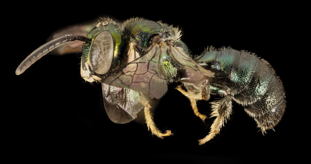 Насекомые в объективе