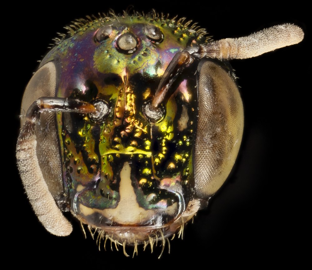 Цератина чем питается