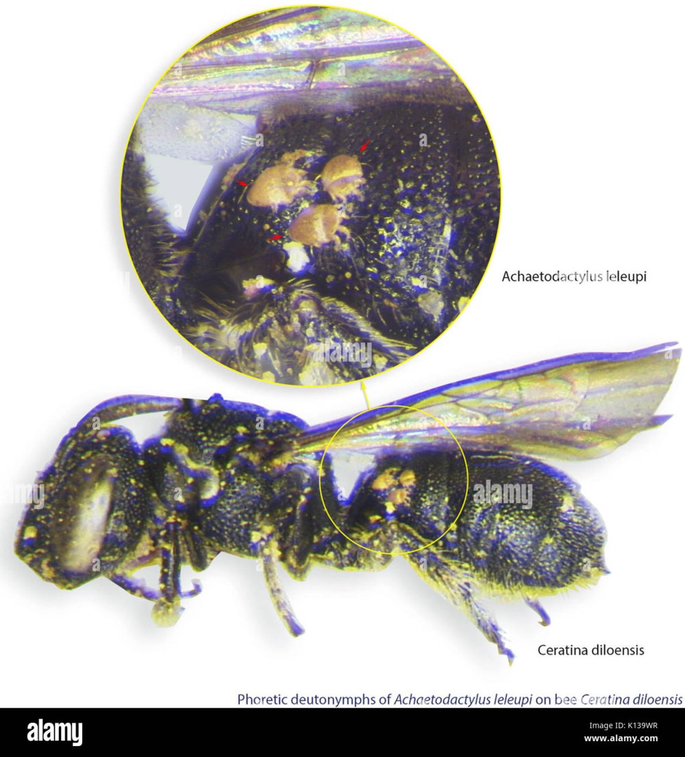 Цератины как избавиться