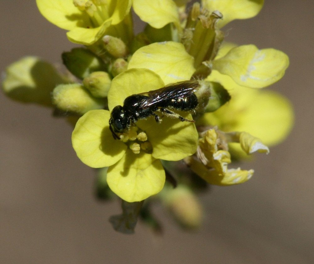 Ceratina calcarata