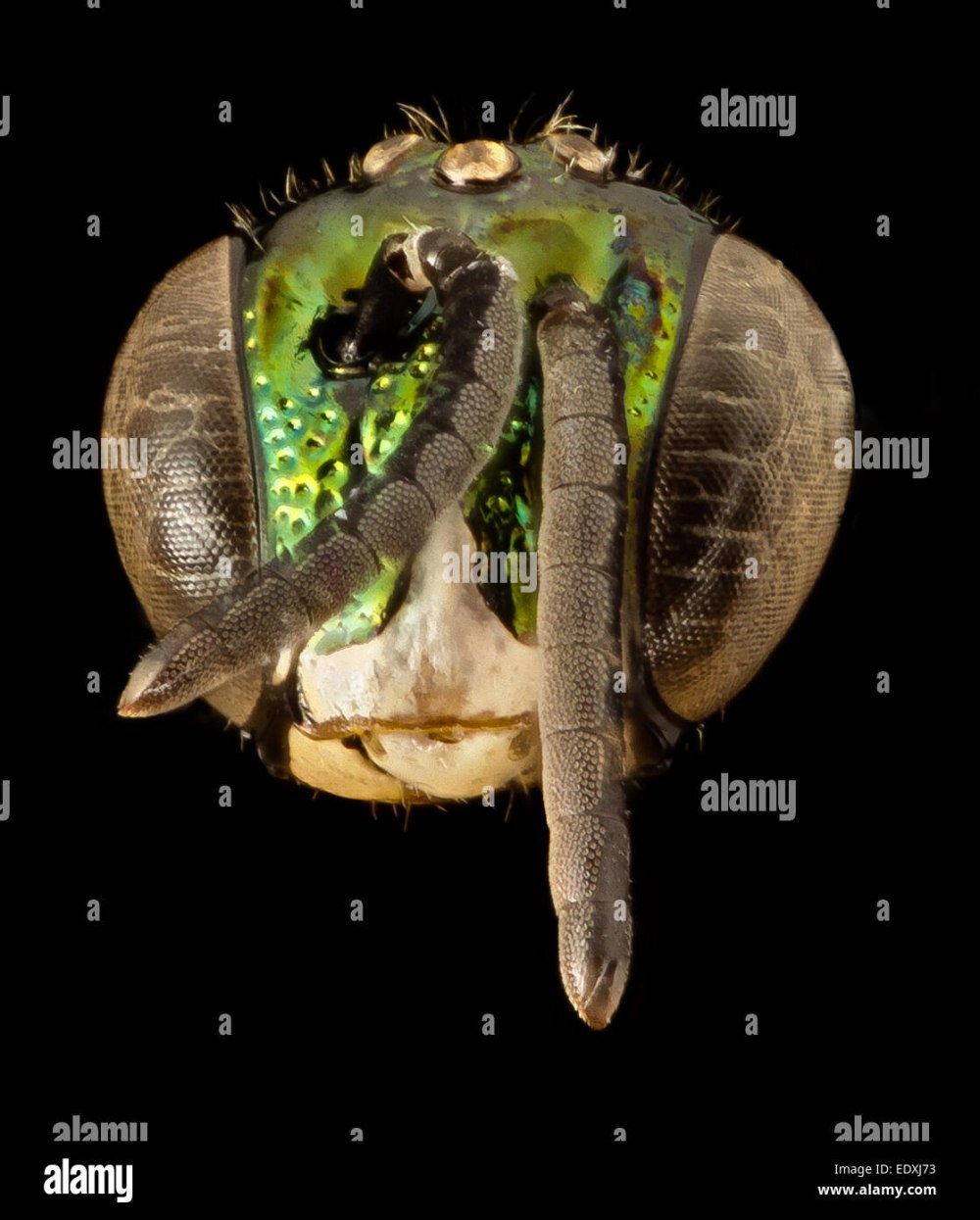 Цератина чем питается