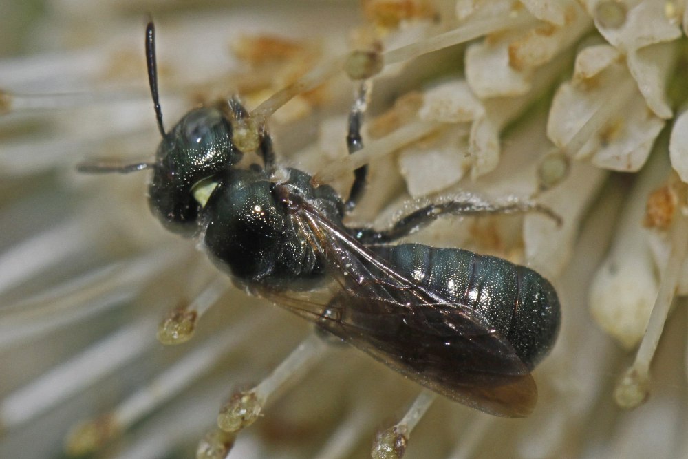 Ceratina calcarata