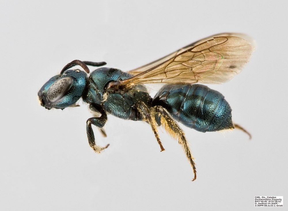Ceratina calcarata