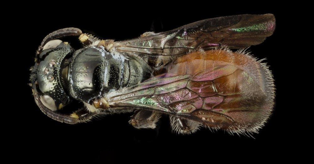 Therioplectes Tricolor