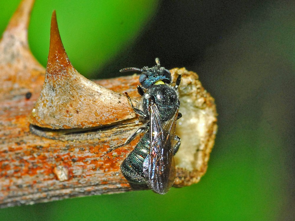 Ceratina cyanea
