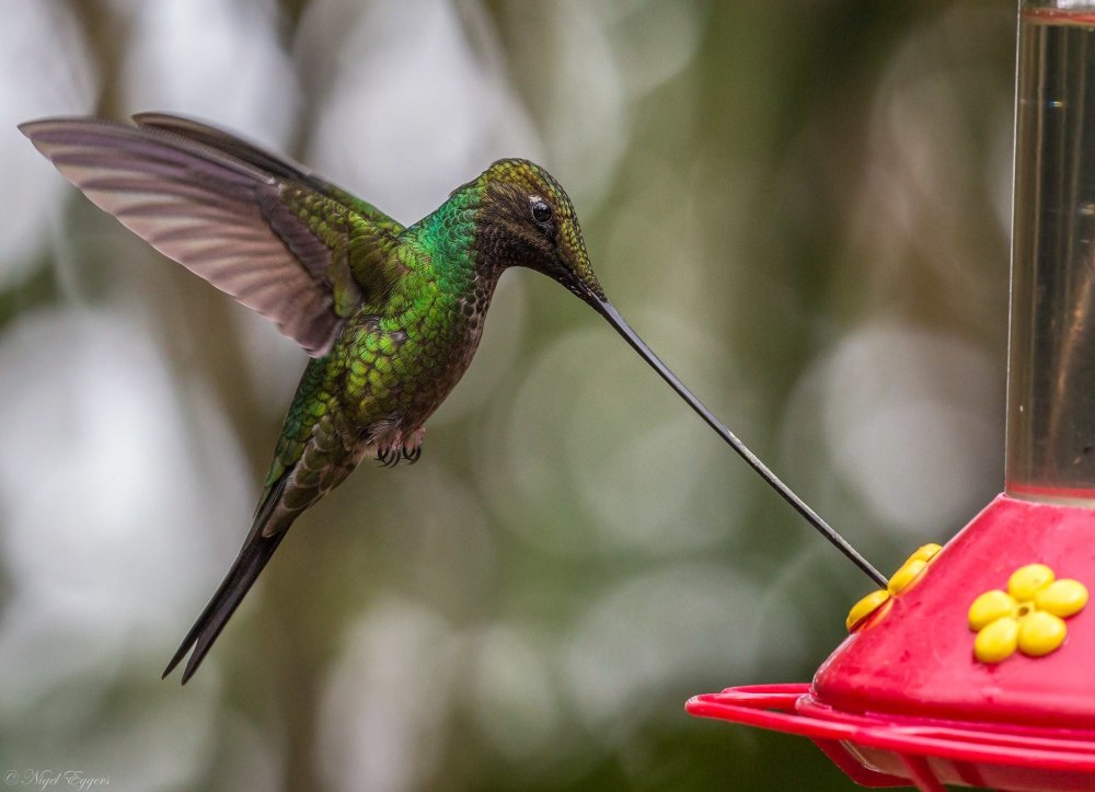 Колибри trochilidae
