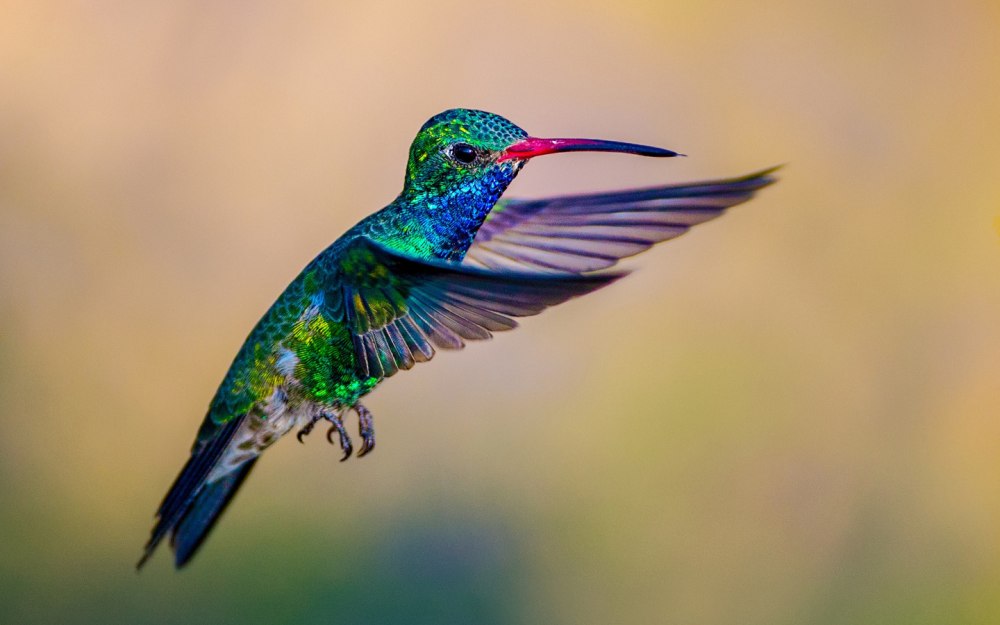 Kolibri Qushi