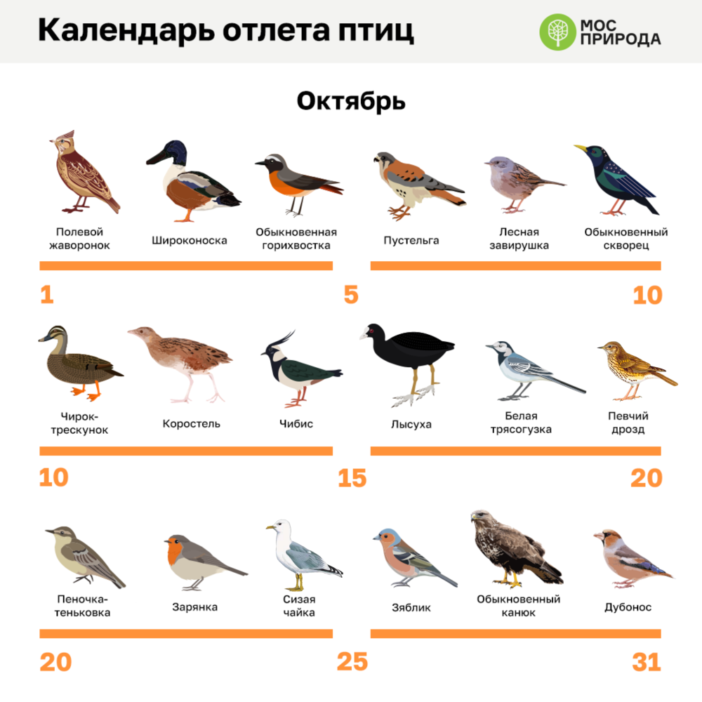 Календарь отлета птиц на Юг