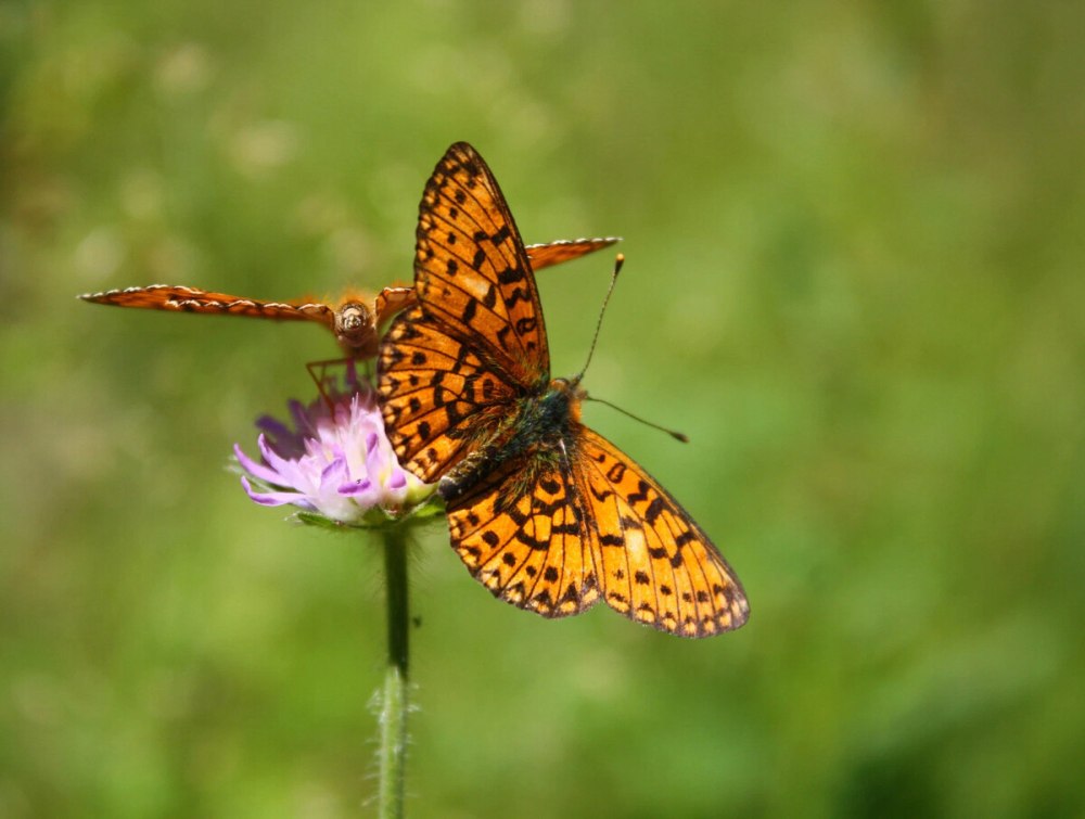 Бабочка Перламутровка