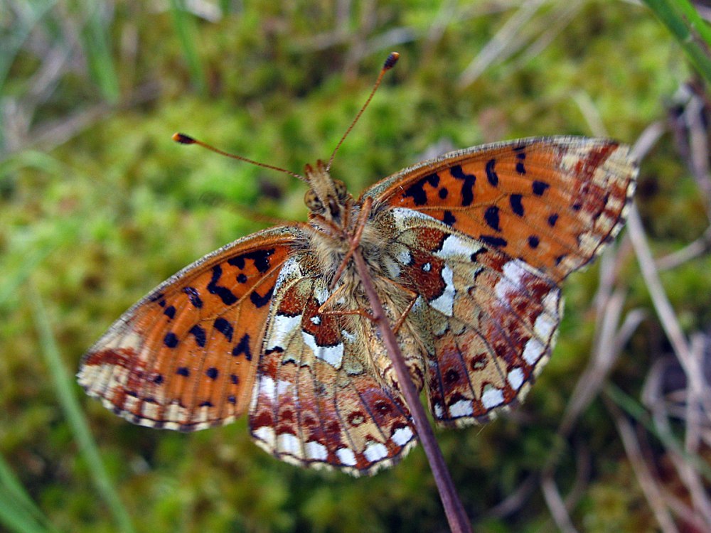 Болотная Перламутровка