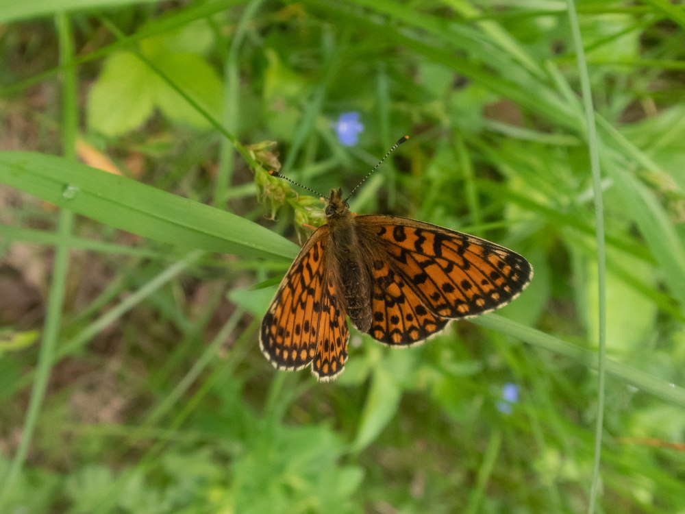 Перламутровки Нижегородской области