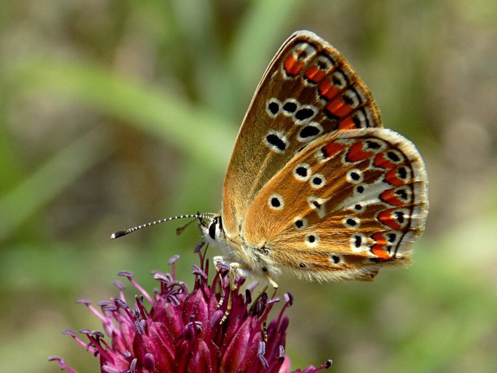 Бабочка голубянка бурый червонец