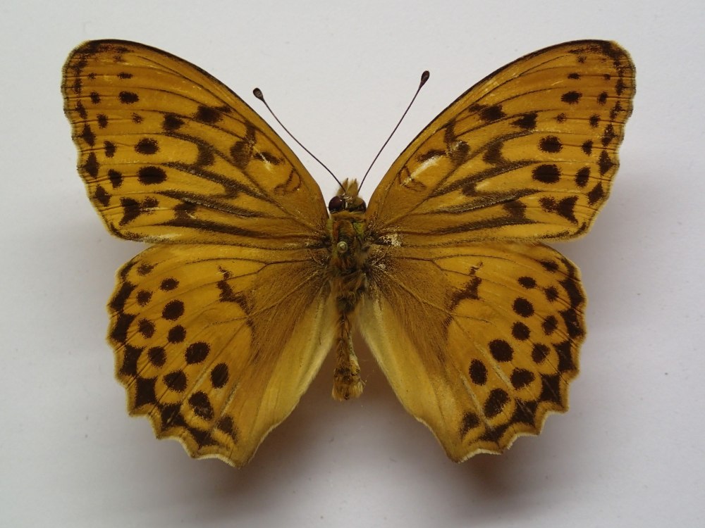 Бабочка Перламутровка