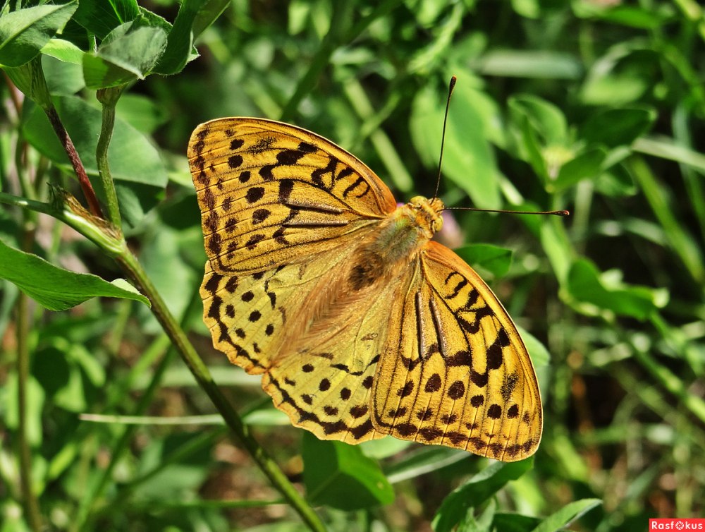Болотная Перламутровка