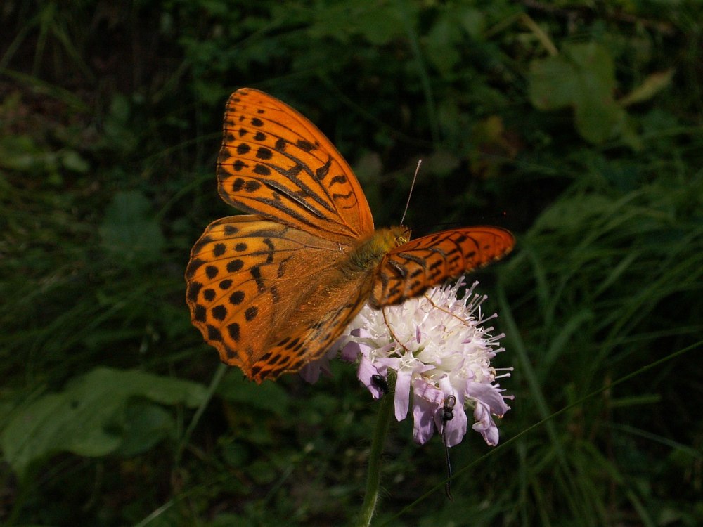 Бабочка Перламутровка большая