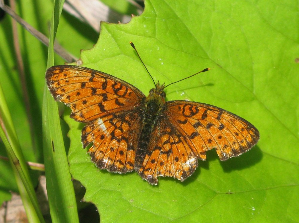 Перламутровка Альпийская