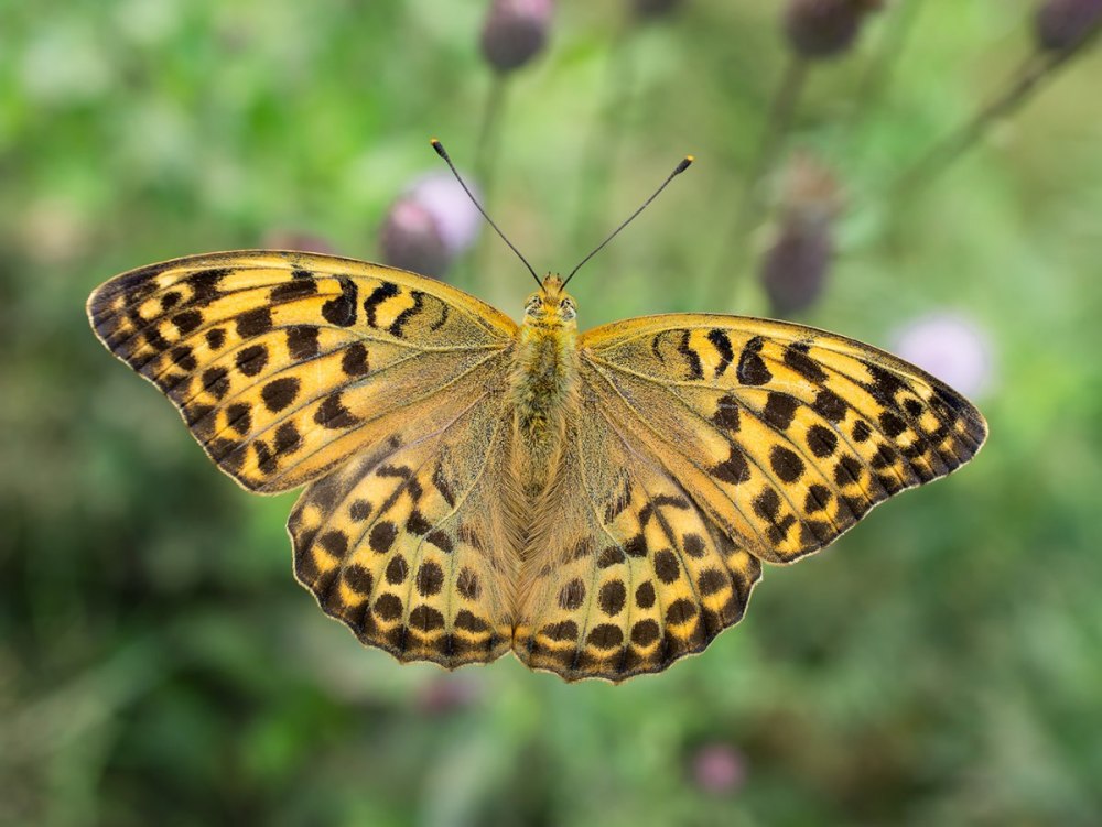 Бабочка Перламутровка большая Лесная