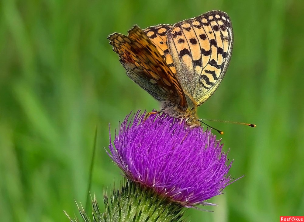 Перламутровка Сибирская