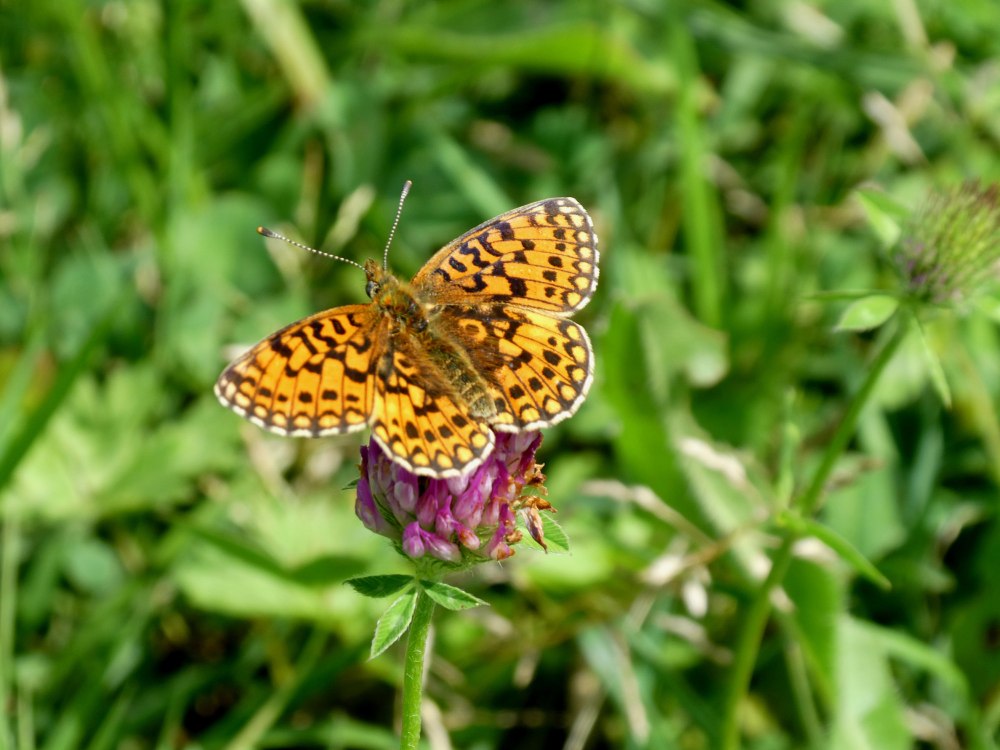 Насекомые в августе