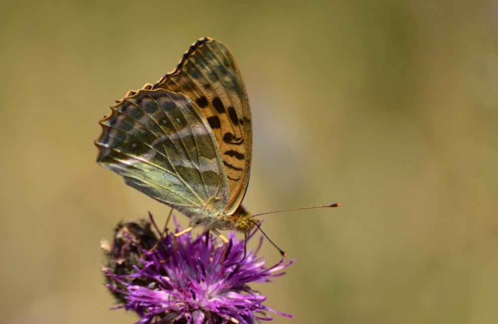 Перламутровка моллюск