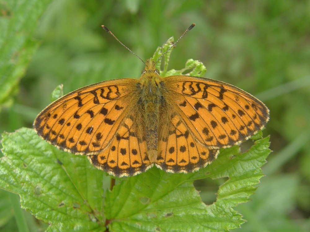 Перламутровка Речная