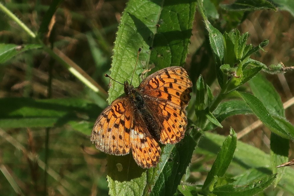 Бабочка Перламутровка Пафия