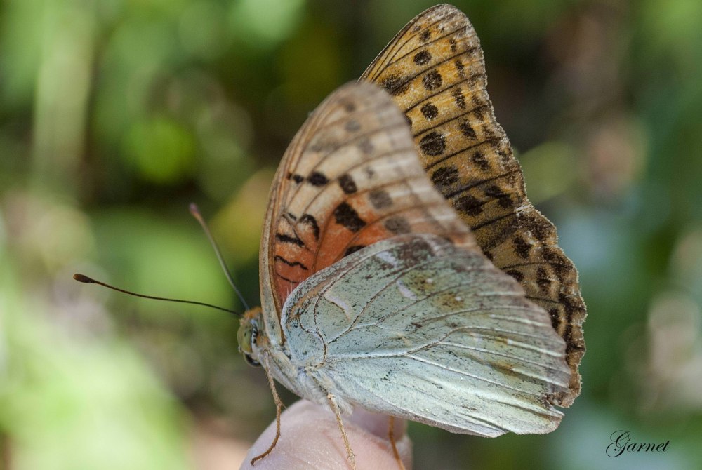 Махаон Перламутровка