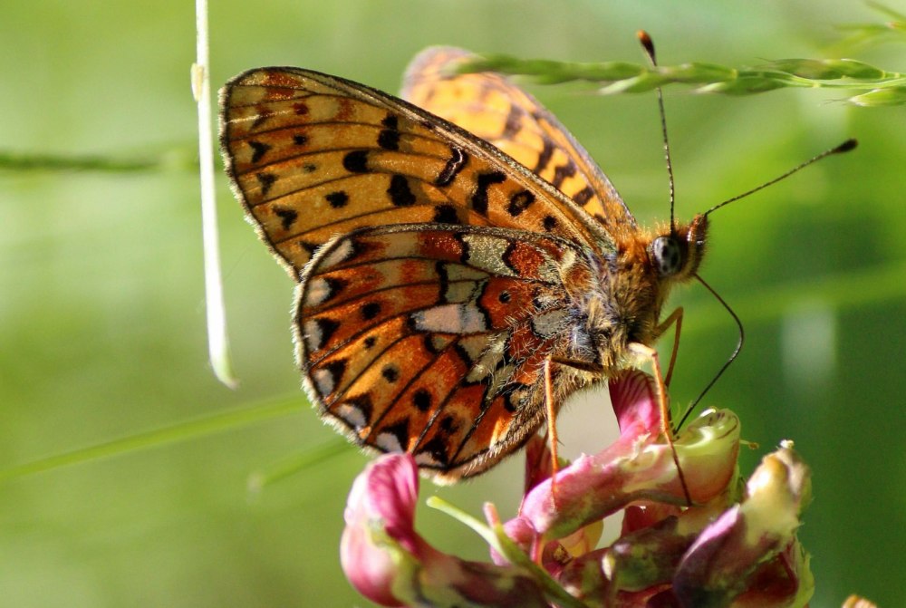 Болотная Перламутровка