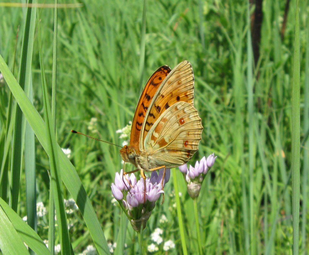 Бабочка Нимфалида Перламутровка