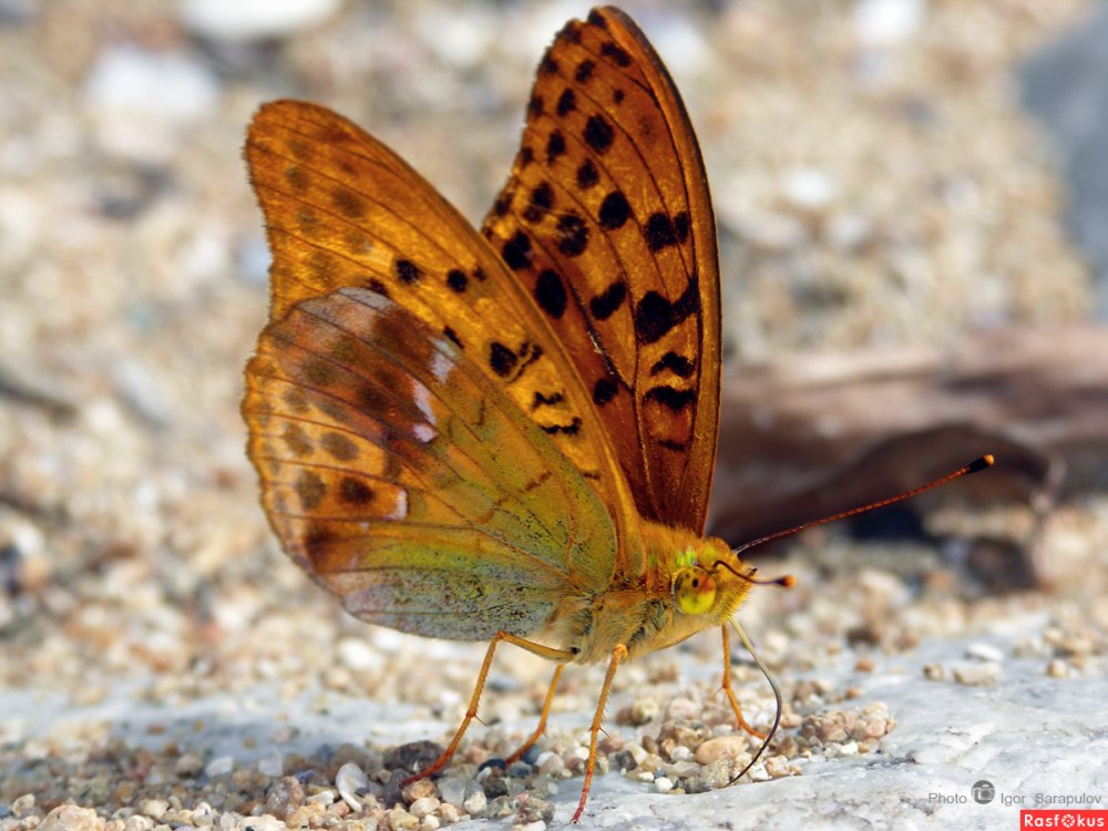 Перламутровка Сибирская