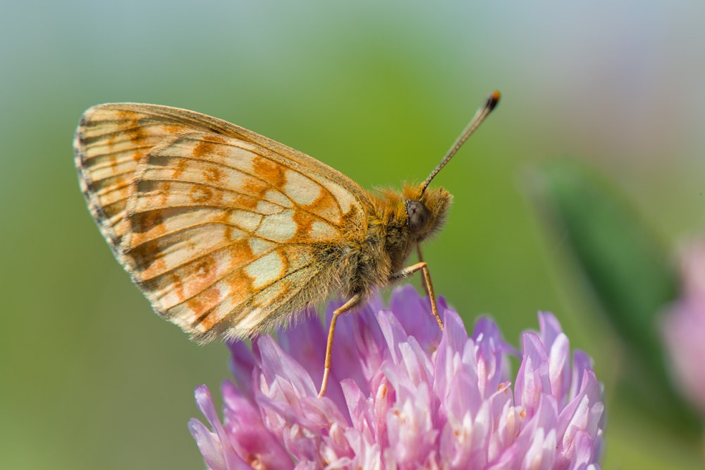 Перламутровка Таволжанка